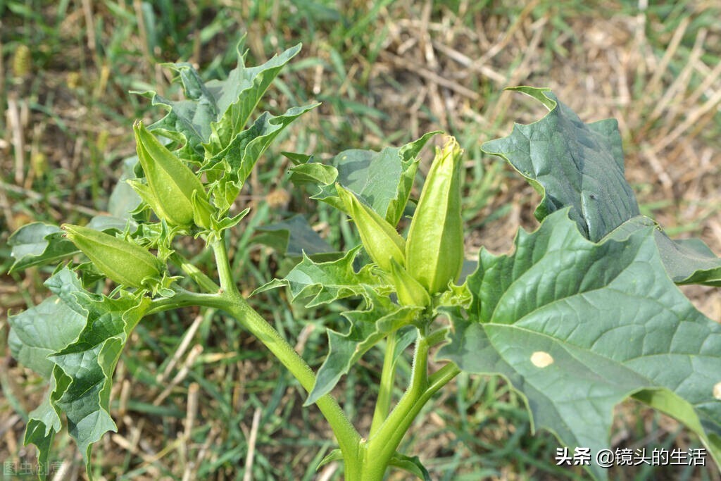 农村遍地都是宝农村的野菜挖不完,农村不要钱的野菜有哪些