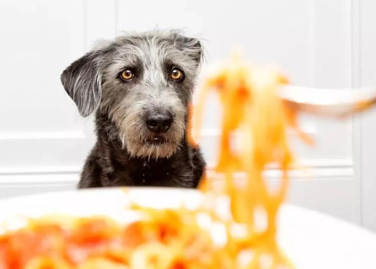 狗狗肠胃疾病有哪些表现,怎么判断狗狗有没有肠胃病