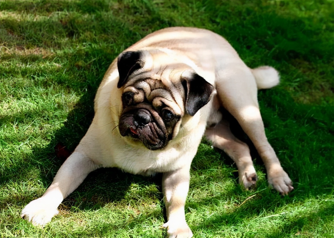 巴哥犬的4个缺点是什么,揭秘巴哥犬各种动作