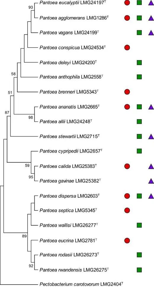 Pantoea,泛菌属——肠道内善恶兼备的神秘细菌