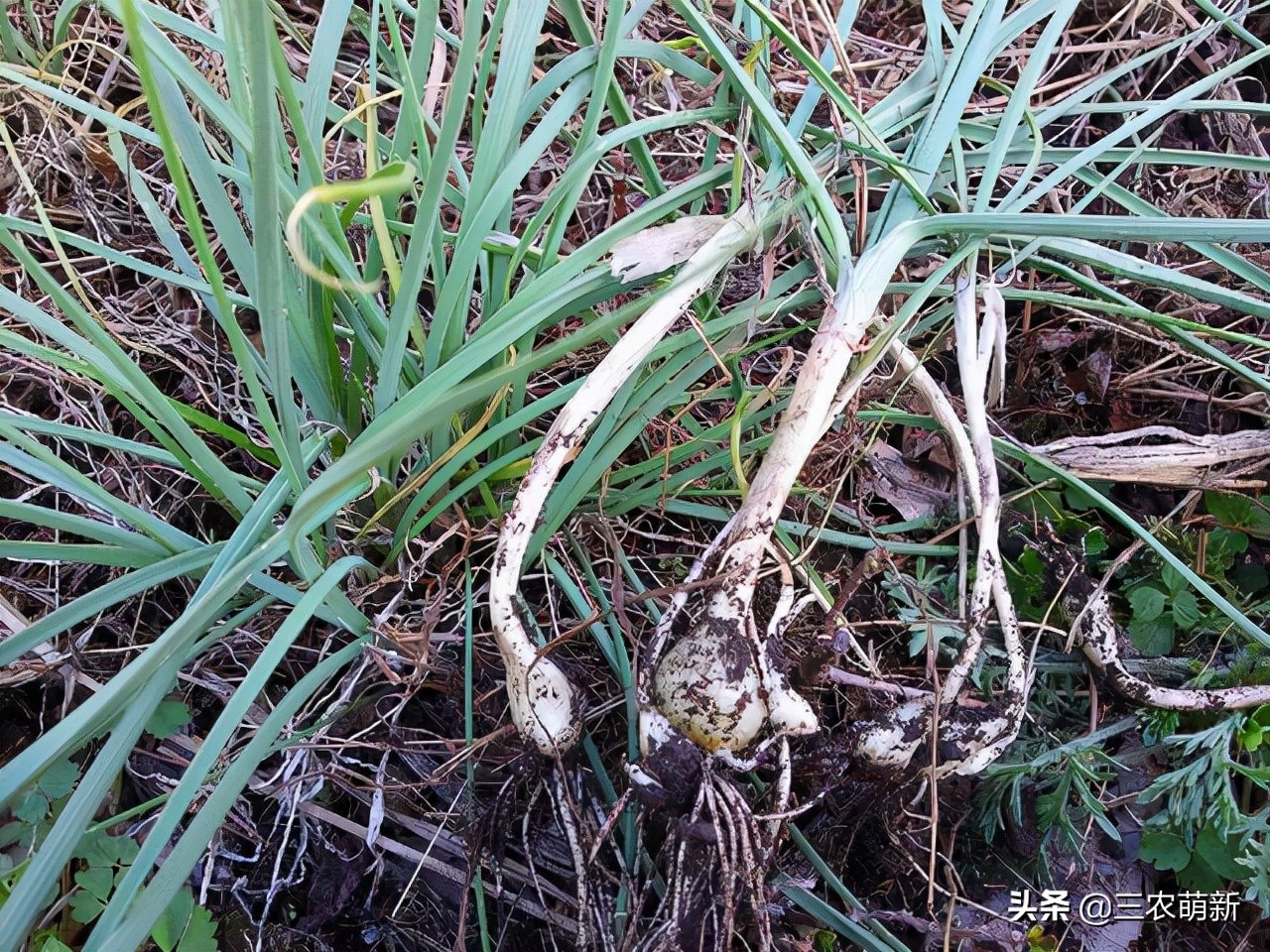 8种野菜你们认识几种,带你认识各种野菜
