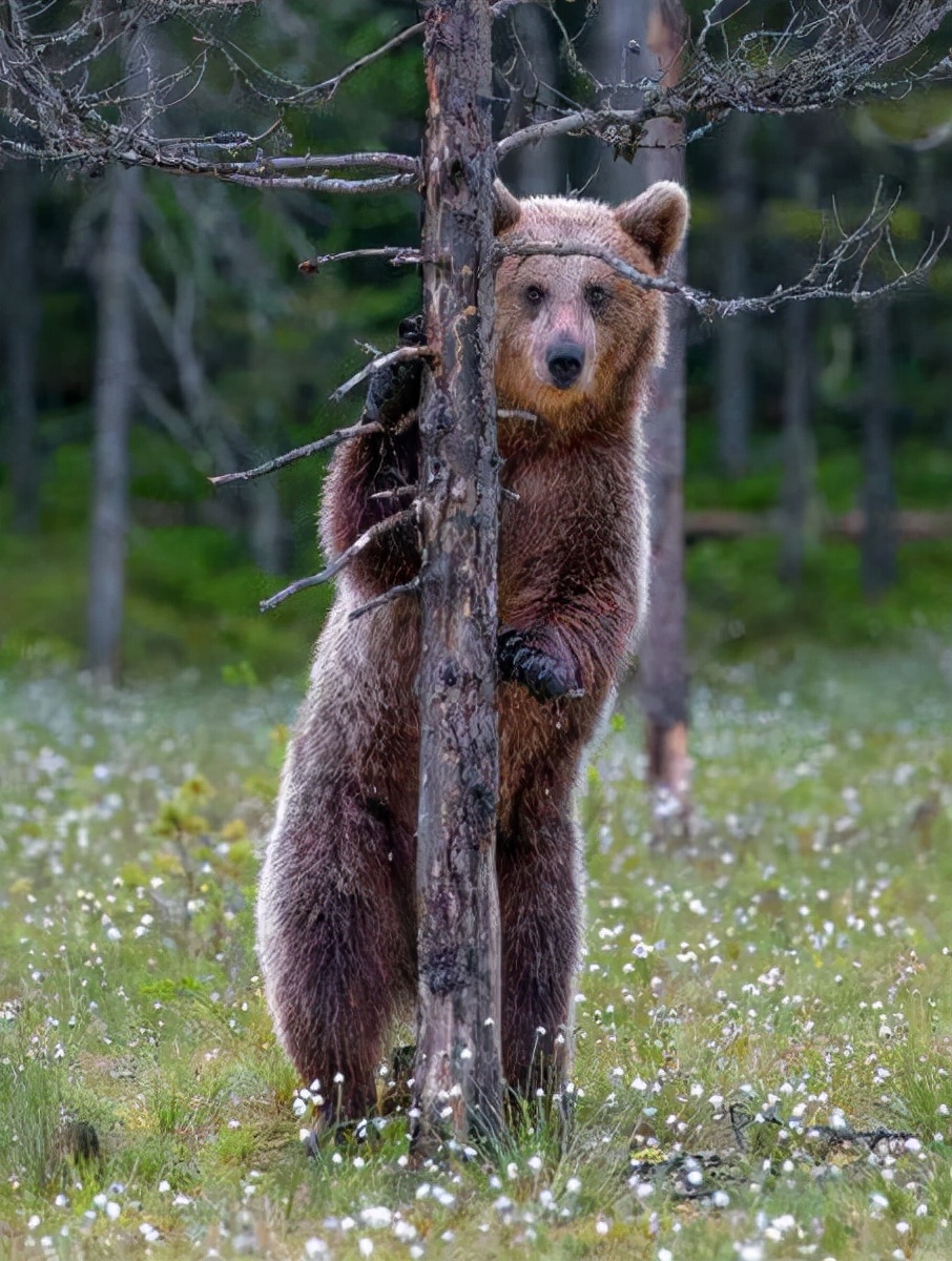 第一个用无人机拍到的鲸鱼,鲸鱼萤火虫