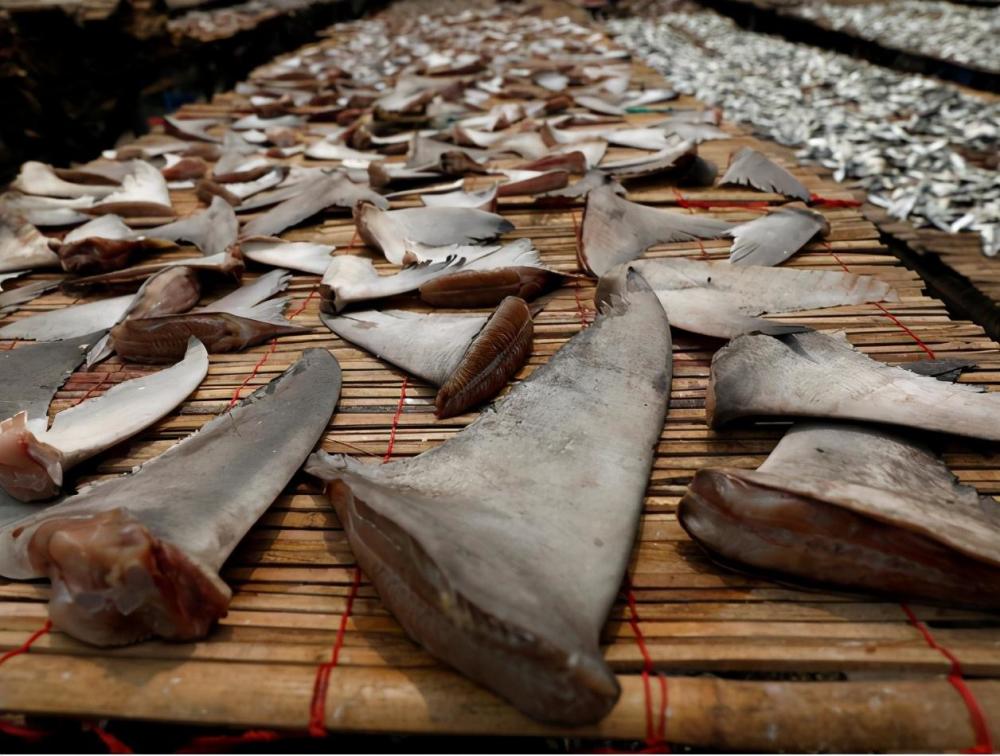 鲨鱼被割掉鱼鳍还能活多久,现在鲨鱼每年有多少被杀