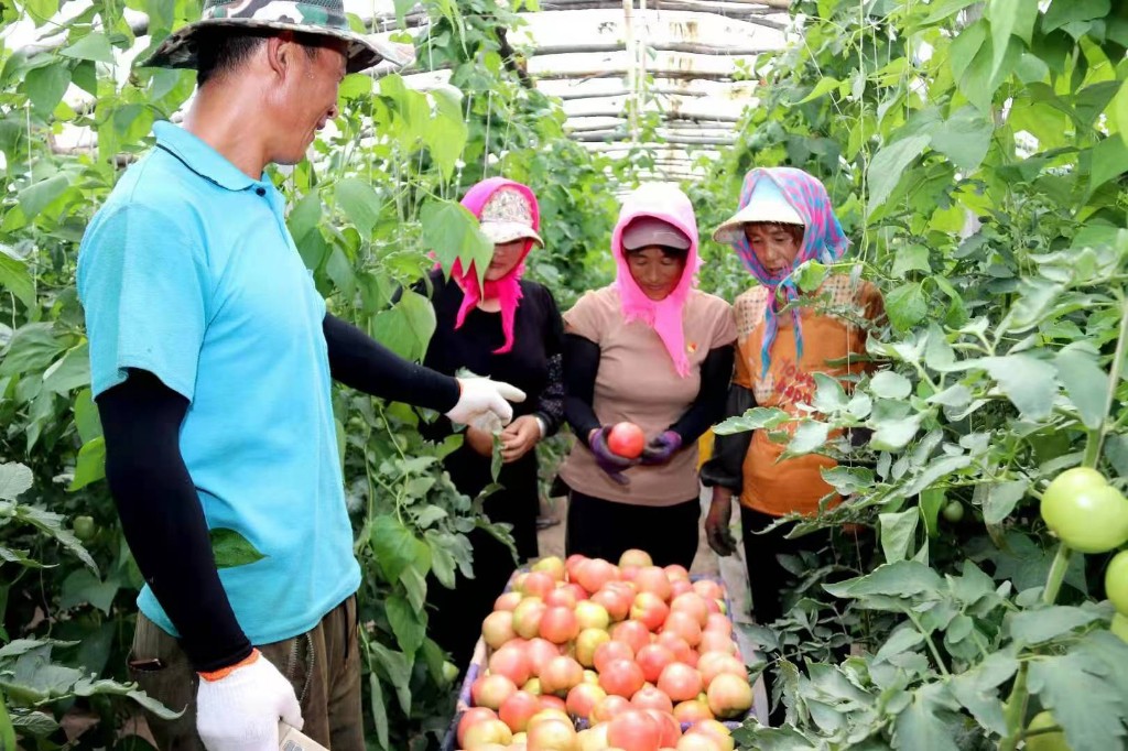 从“粮囤子”到“菜篮子”！榆树市八号镇北沟村大力发展棚膜产业扫描