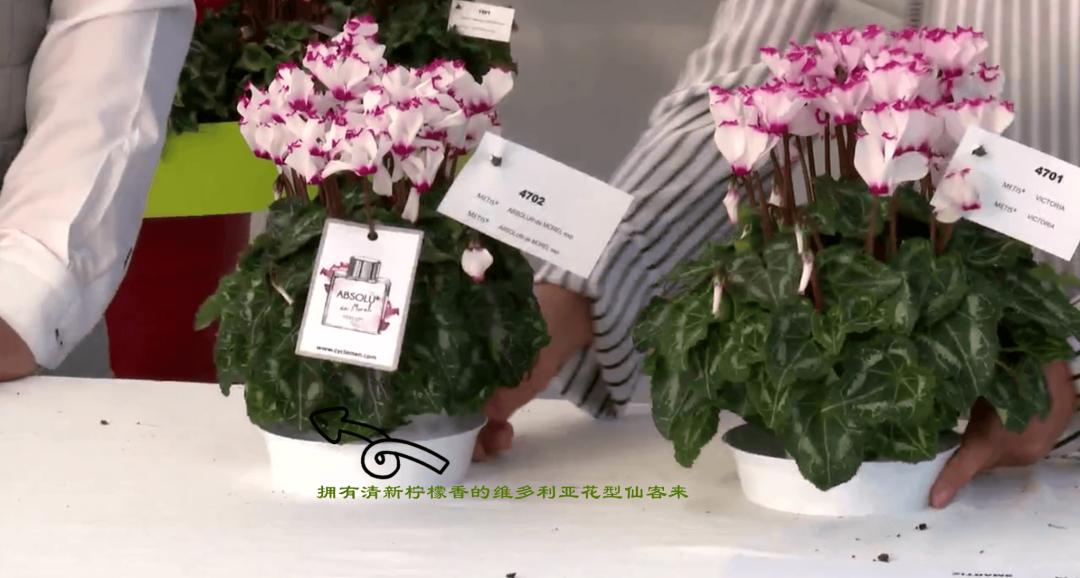 娉曞浗鑾幈灏斾粰瀹㈡潵鍝佺,鑾幈灏斾粰瀹㈡潵