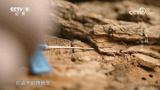 一口气八集!拿命换来的燃,果然是央视良心