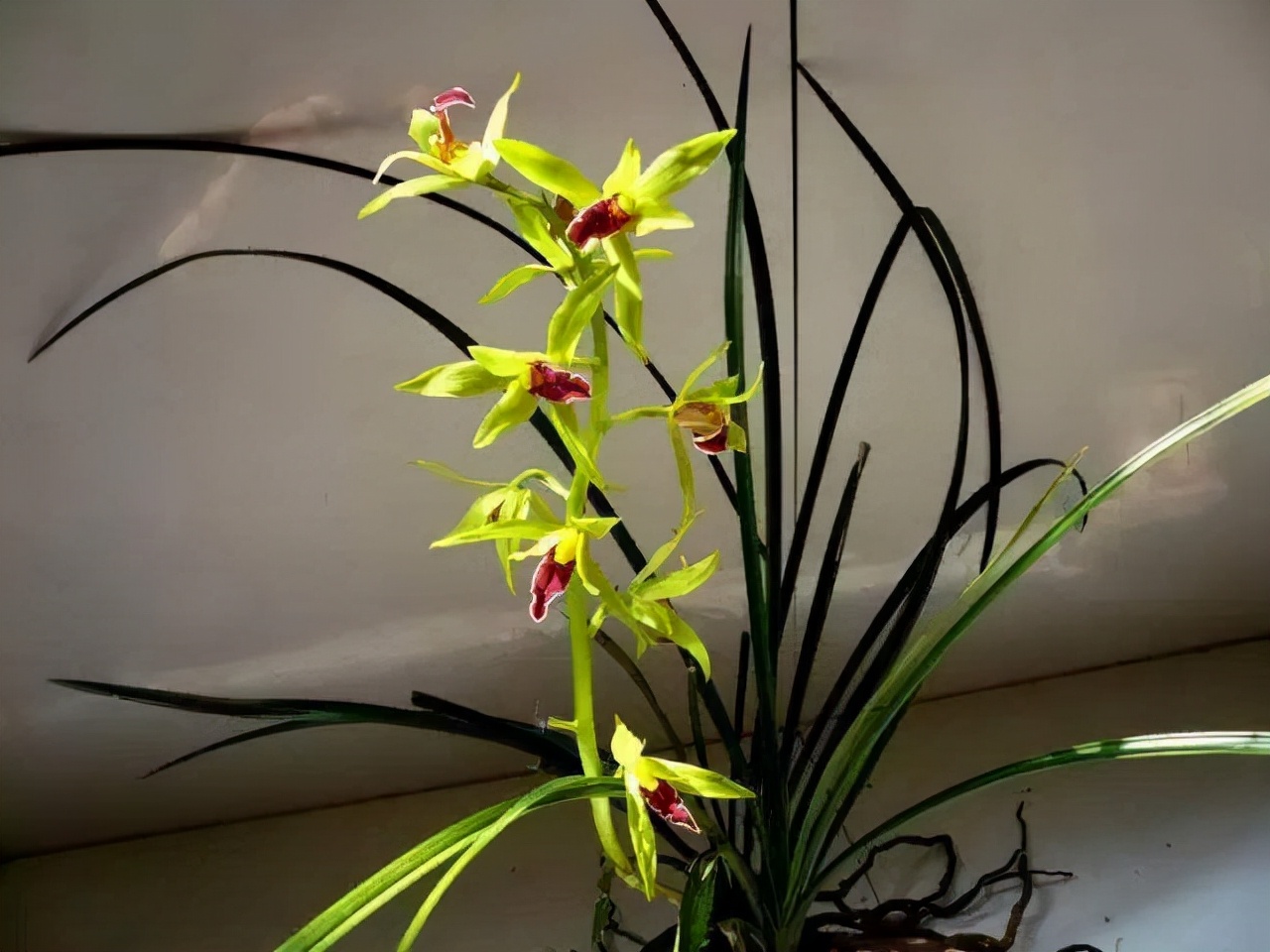 最香的五种兰花哪种兰花耐寒,春夏秋冬四季各是哪几个兰花品种