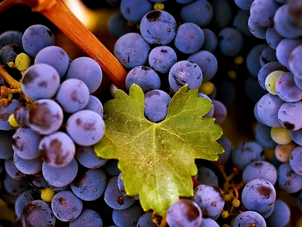 意大利托斯卡纳精品干红,性价比超高葡萄酒推荐