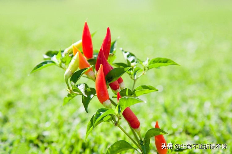 父母不知道自己的孩子多优秀,家人觉得自己孩子不成才