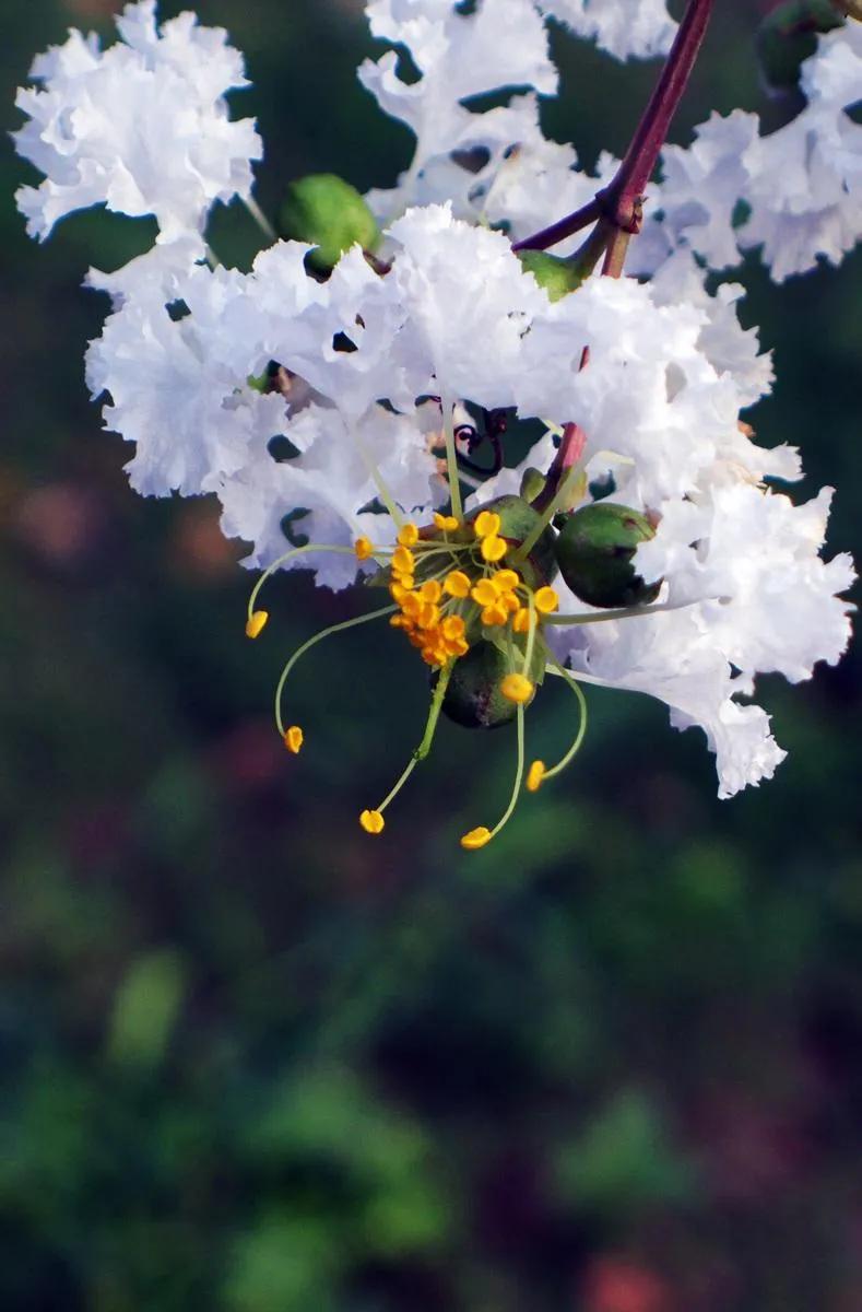 紫薇花壁纸高清全屏,唯美紫壁纸