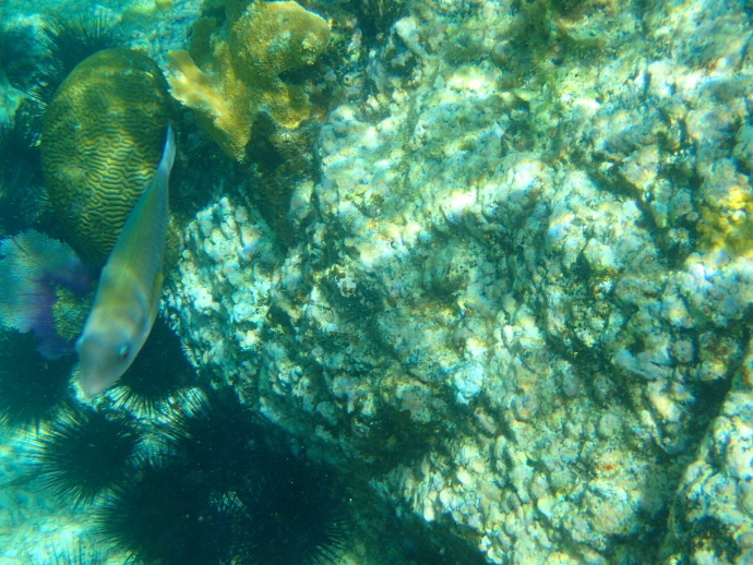 美维尔京群岛,美属维尔京群岛加勒比海