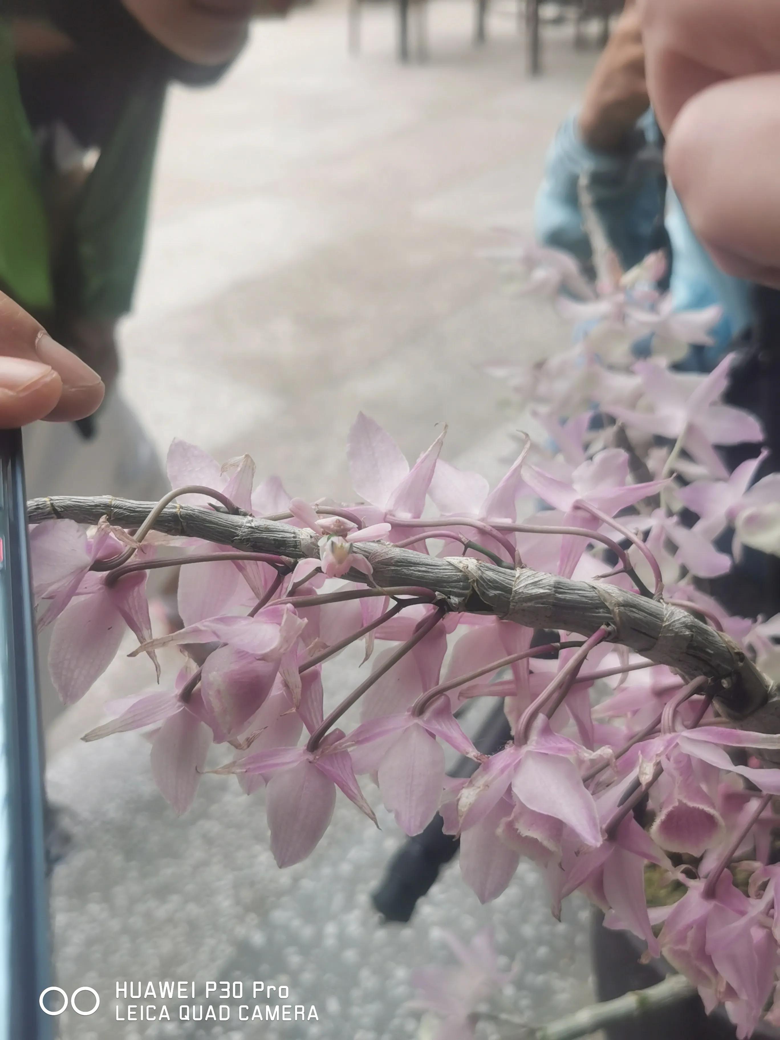 西双版纳融创铂尔曼酒店,重庆飞西双版纳旅行团