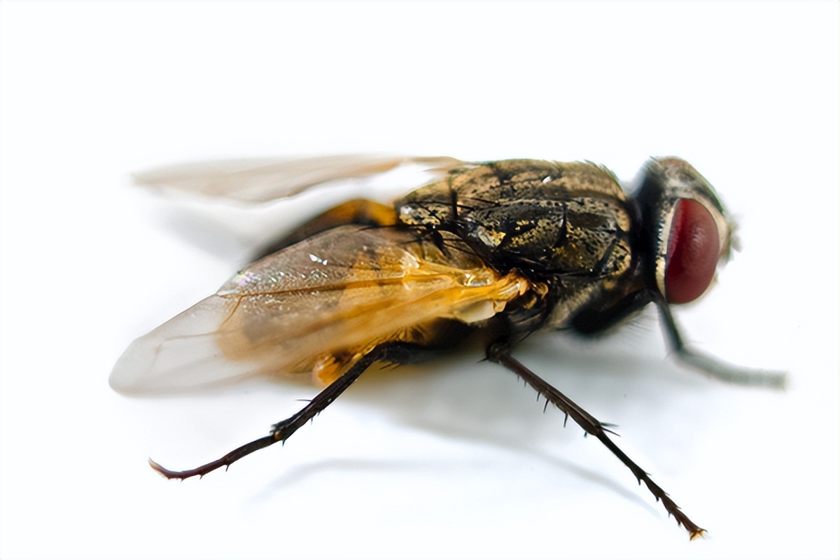 房间里一直有苍蝇嗡嗡嗡的声音,为什么苍蝇一直嗡嗡嗡的飞不停