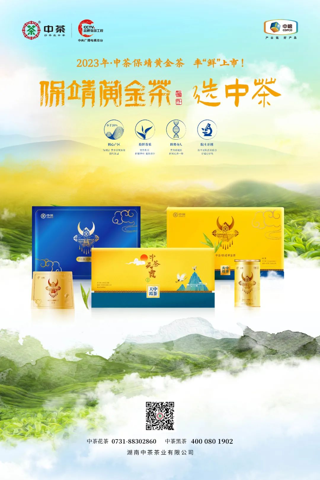 保靖黄金茶营养价值,保靖黄金1号茶跟2号茶的区别