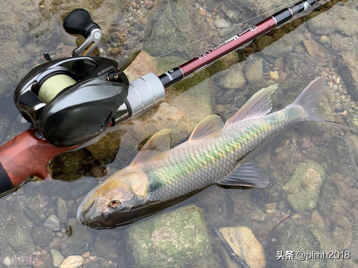 vib路亚饵跟铁板饵哪个颜色好用,路亚vib实战使用技巧