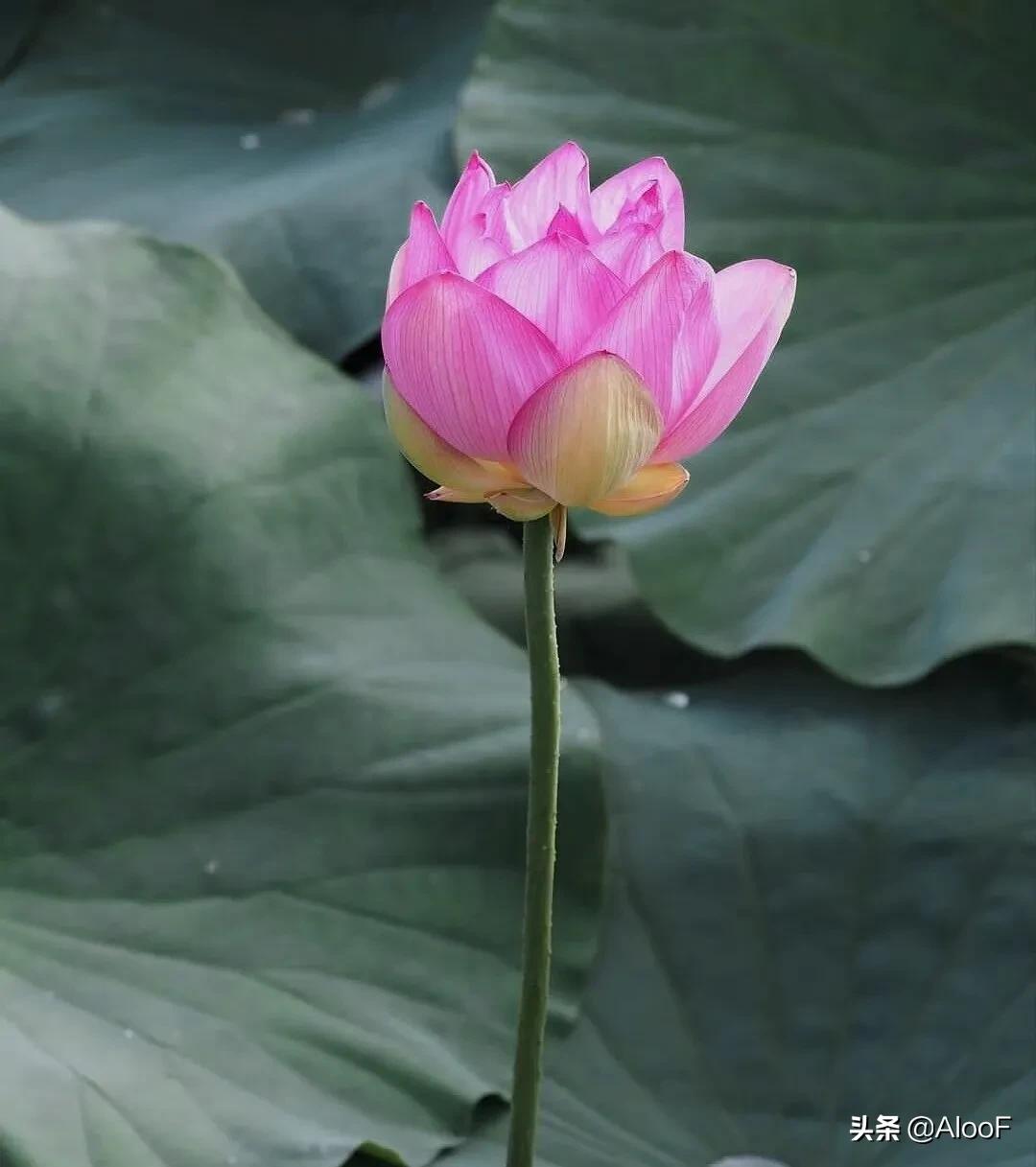 唯美的荷花壁纸,唯美荷花水墨画