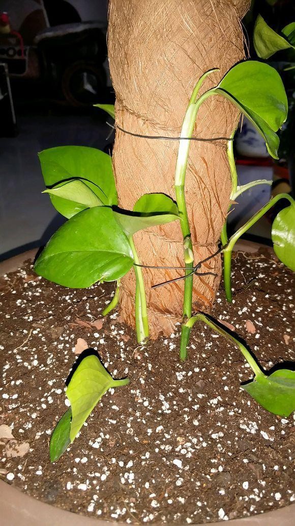 怎样制作绿萝柱长得快,绿萝怎么做成绿萝柱