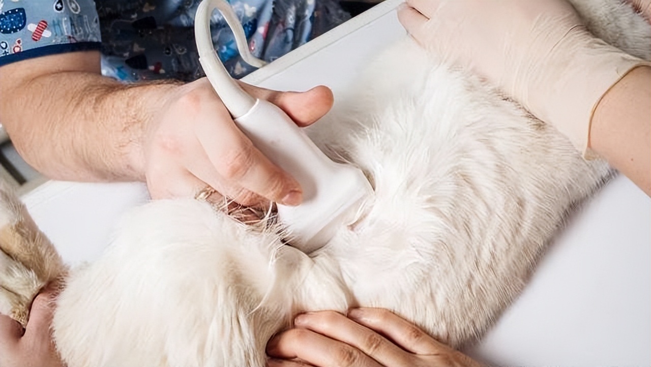 不绝育也不生猫猫，母猫患上这些病全怪铲屎官