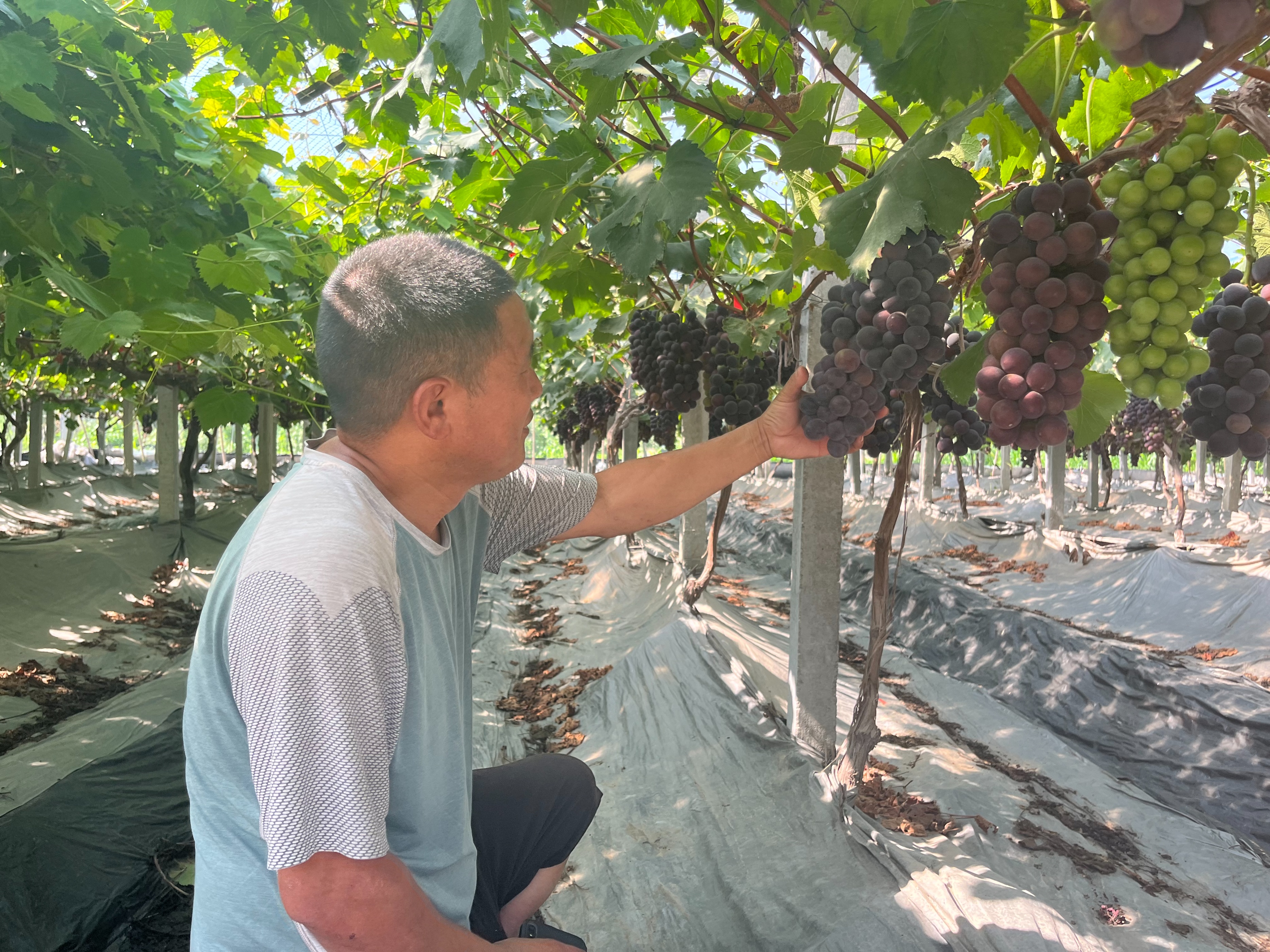 高凤香：送葡萄的高邮人（散文）