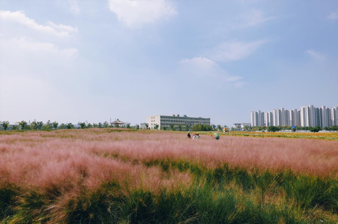 杭州临平粉黛乱子草花海地址,杭州临平30余亩粉黛花海梦幻上线