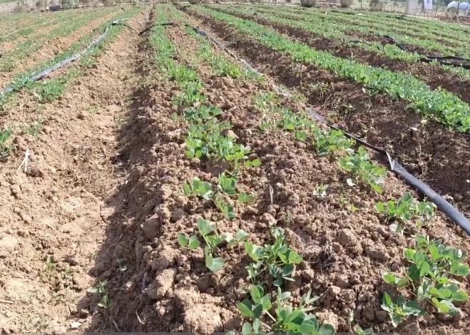 花生出苗后要高产应怎样管理,花生出苗条件