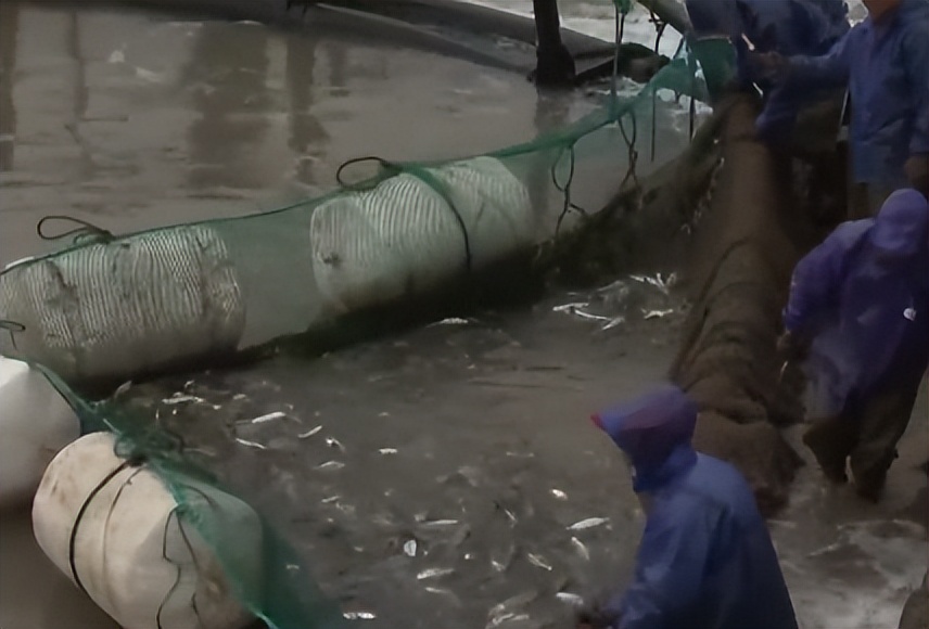 浙江人养南美对虾赚钱,浙江男人养甲鱼