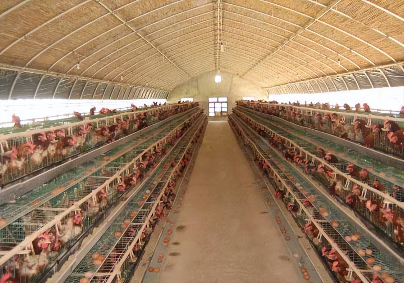 养殖业板块未来发展前景,养殖业发展前景可行性报告