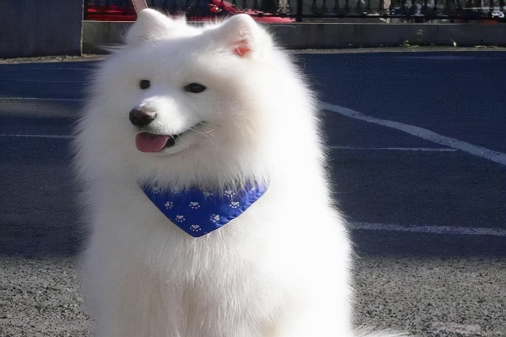 萨摩耶不听话怎么训练,如何训练萨摩耶不要乱咬东西