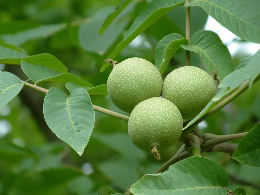 长得像核桃一样的坚果,长得像核桃一样的绿果子