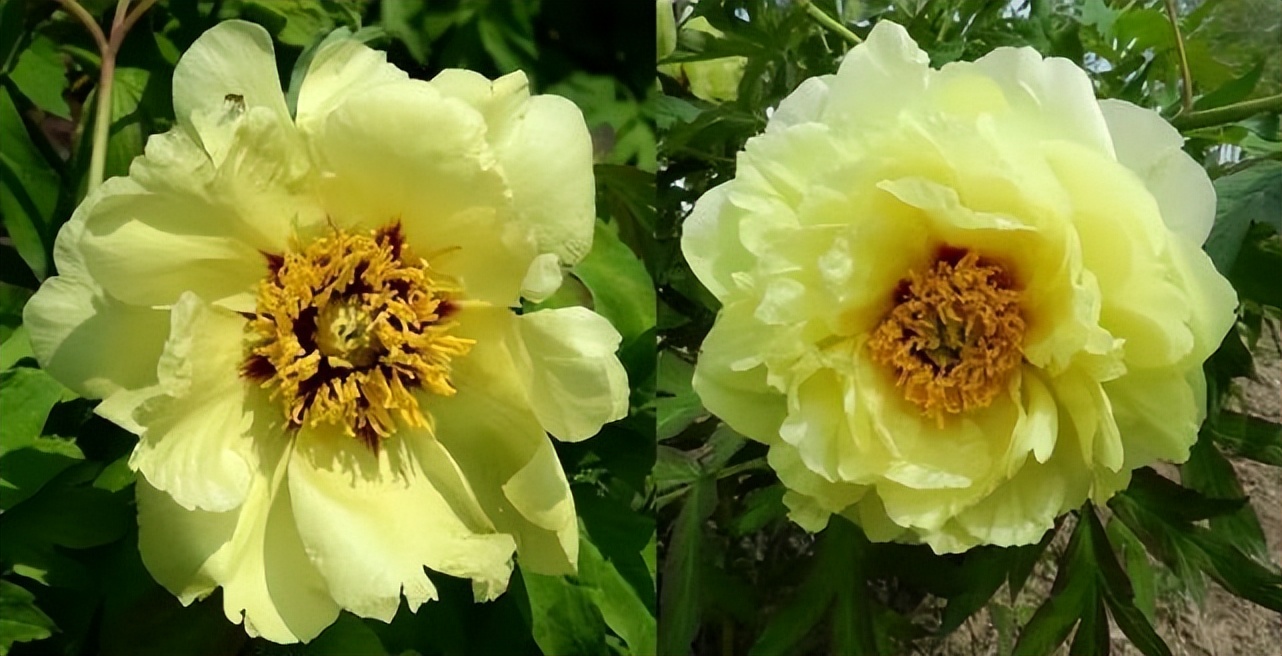 这个牡丹中的稀有品种，你知道是怎么培育出来的吗？