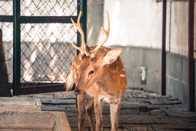 养殖20只梅花鹿吃玉米苗,养殖梅花鹿20头多少成本多少利润