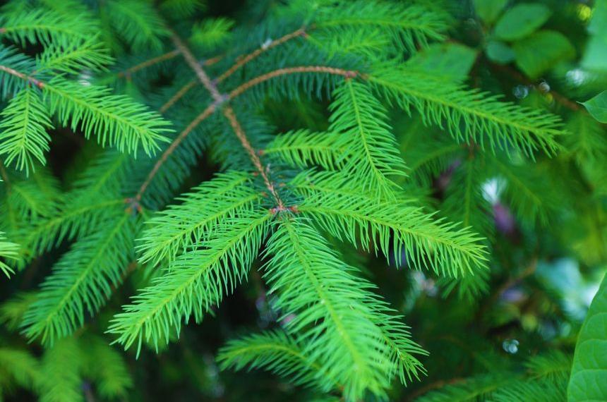 每日一花,每日一花团购