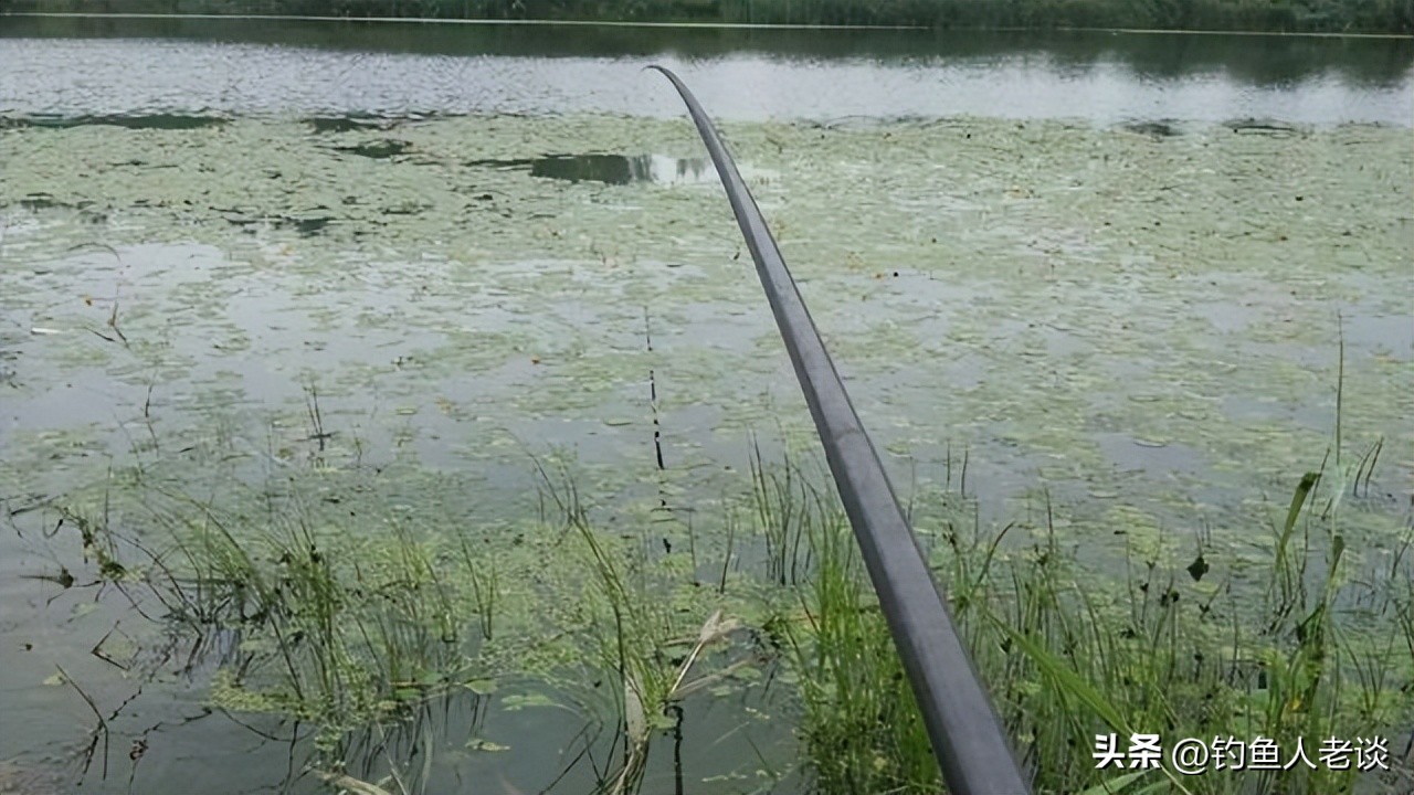 飞德鱼竿的特点,伽玛卡兹鱼竿有什么特点