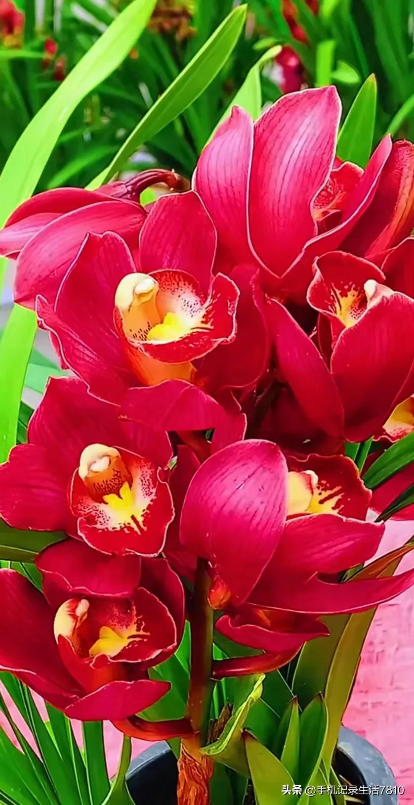 蕙兰花图片欣赏,叶子宽的黄花大蕙兰图片