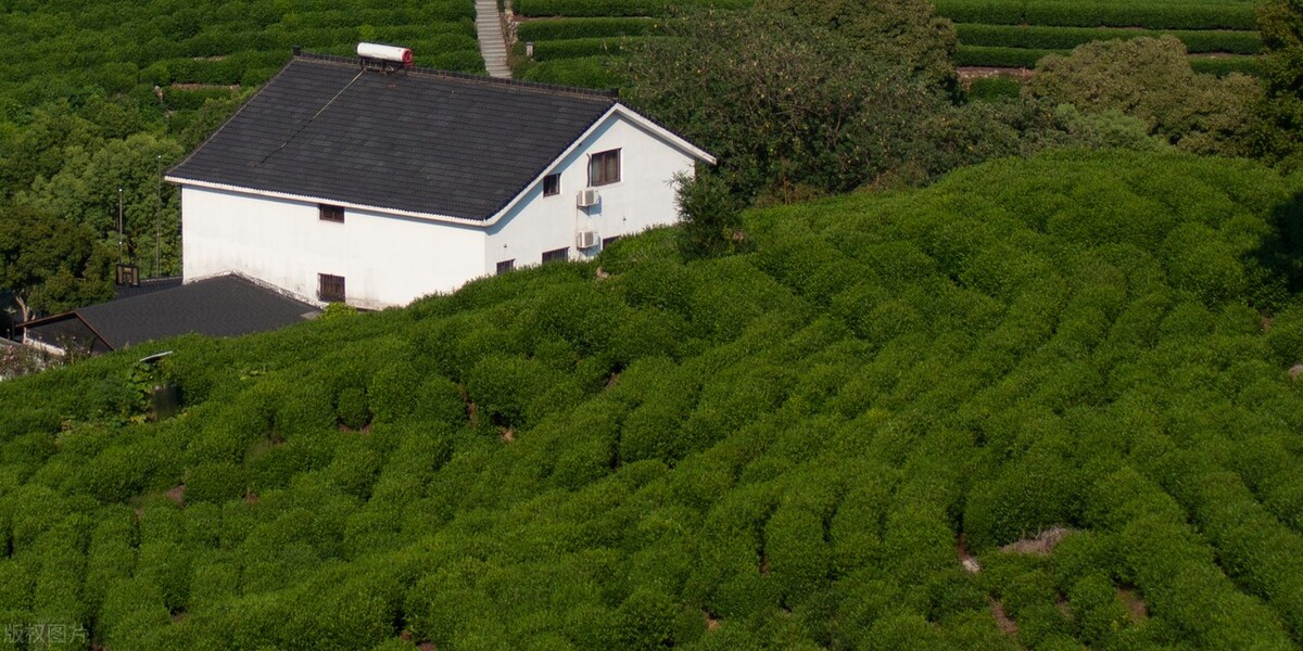 茶叶作假的方法,茶叶造假有哪些