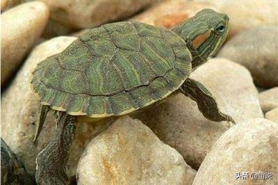 巴西彩龟养殖方法和注意事项,巴西翠龟品种