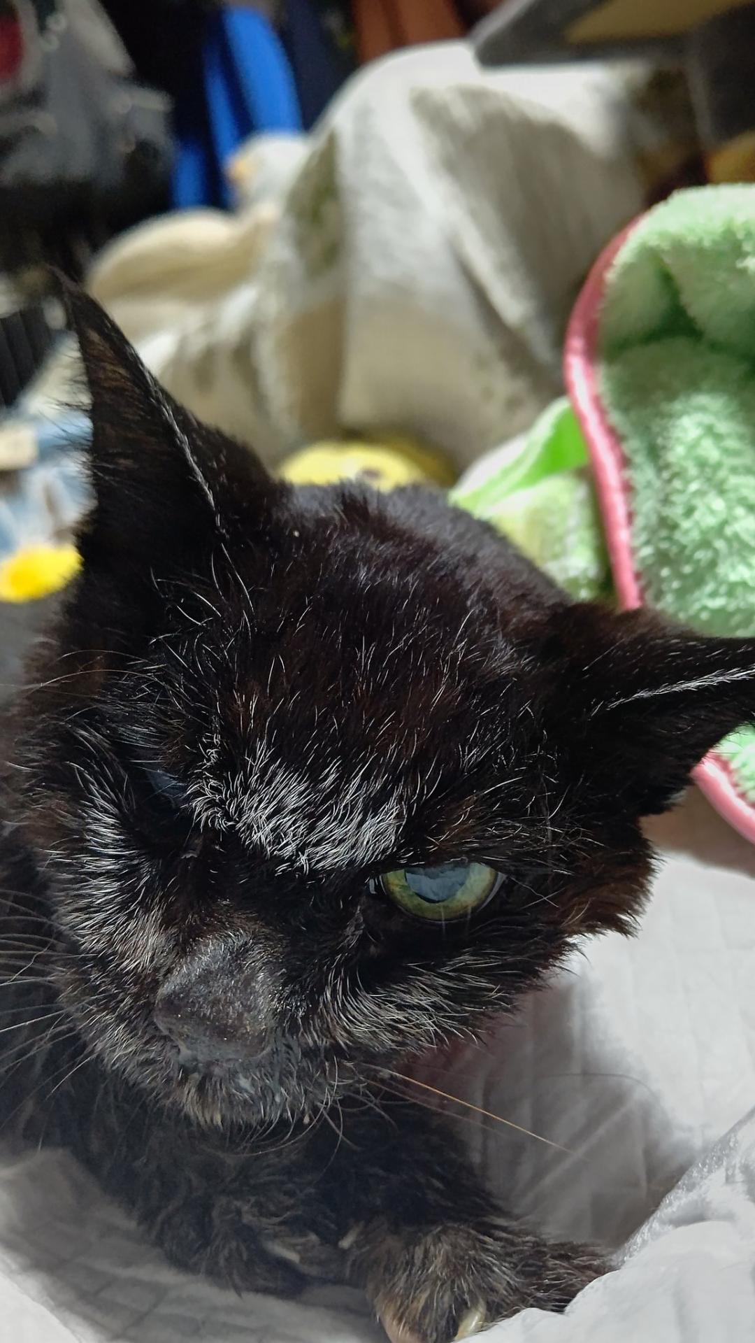 最长寿猫咪死亡,世界上最长寿的猫咪去世