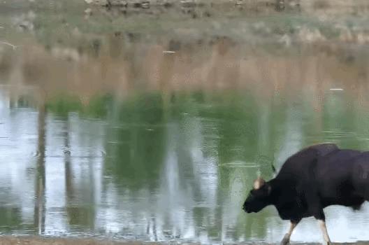 罕见！一头“牛魔王”闯入农户牛圈，体重达1吨，且能打败老虎？