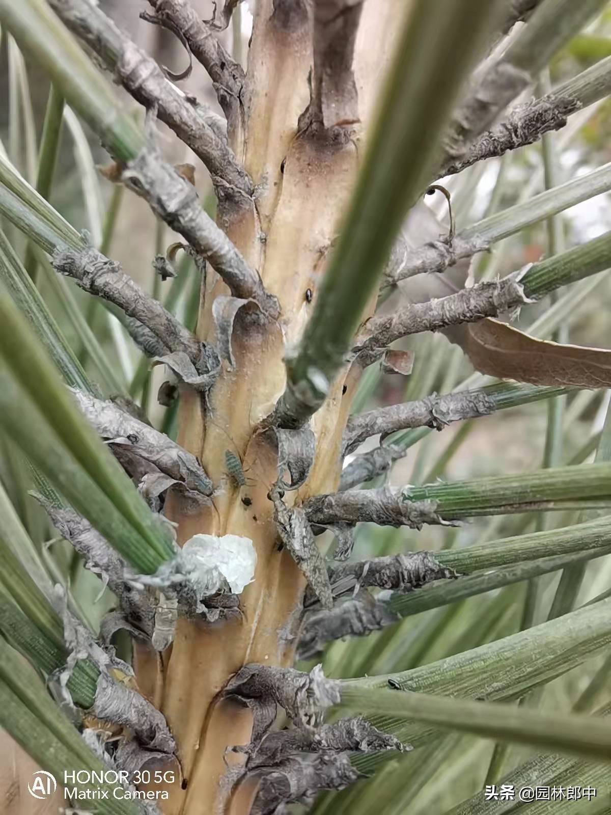 松大蚜为害标准,松树防螟虫