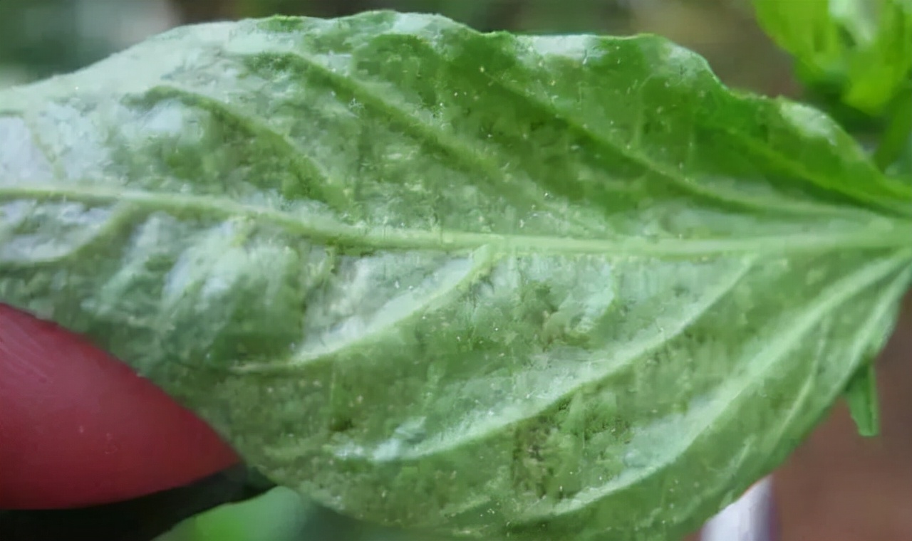 辣椒卷叶是什么病怎么治,辣椒有黄叶卷叶用什么药打才能治