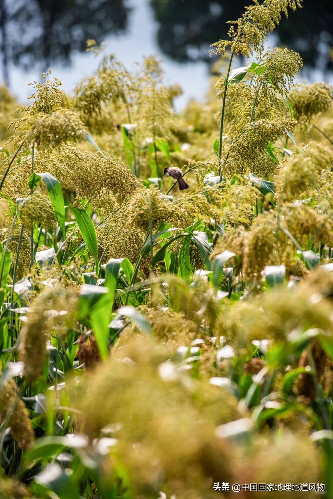 茅台酒的味道是香精调出来的吗,茅台酒的酱香是什么酱