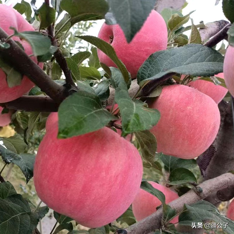 色香味俱全的甘肃苹果,红艳艳的让人看着流口水
