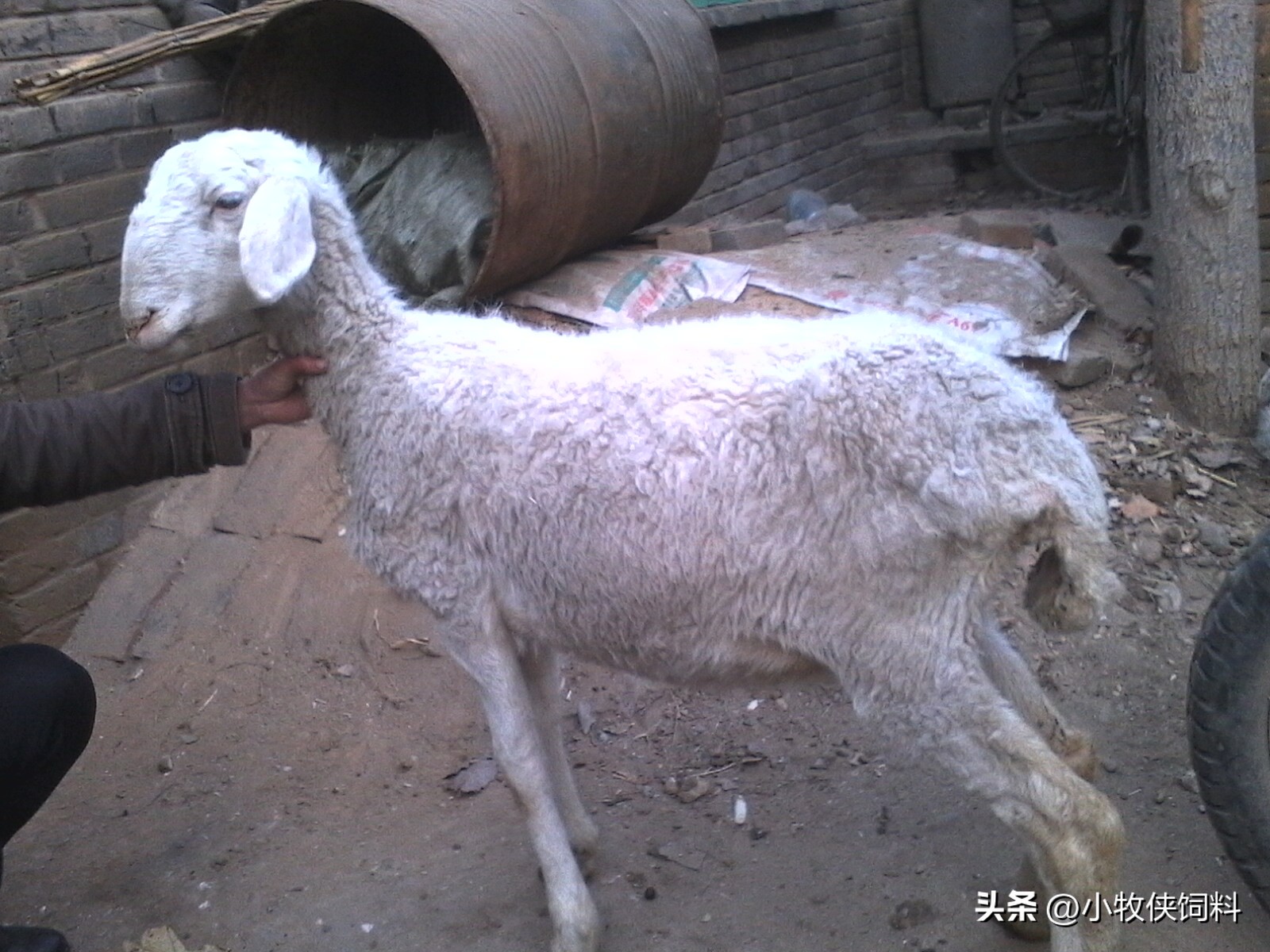 羊羔长势慢怎么办,羊羔如何提高生长速度