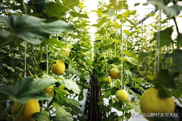 甜瓜烂瓜最佳防治方法,甜瓜烂瓤是怎么回事