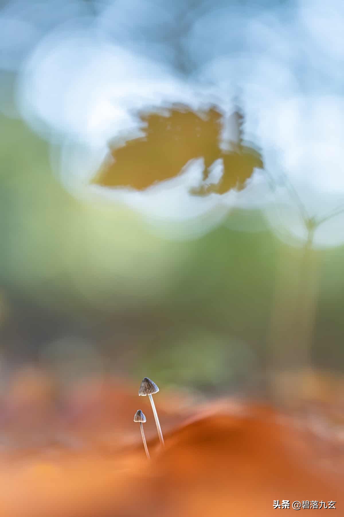 两只松鼠的爱：赢得2021年度特写摄影师挑战赛