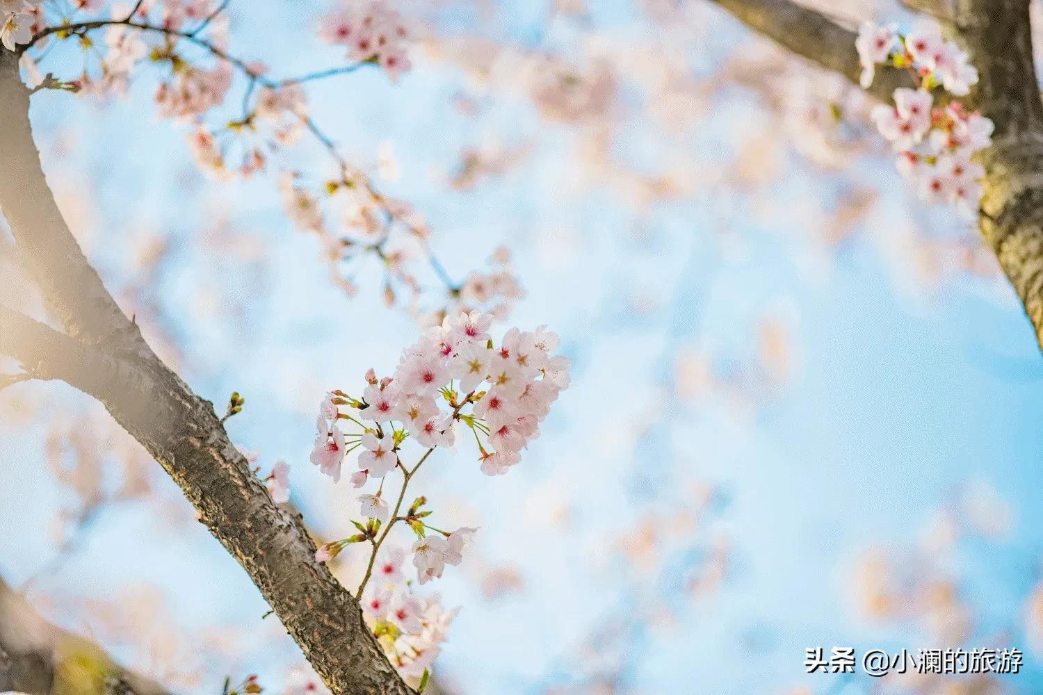 上海市八大免费赏樱地，去过一次的人，基本会再去第二次