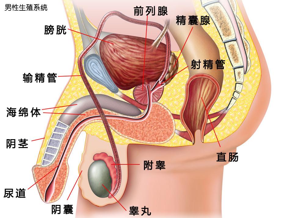 夫妻生活时，男人尿尿和射精为啥没有同时发生？医生给你讲清楚