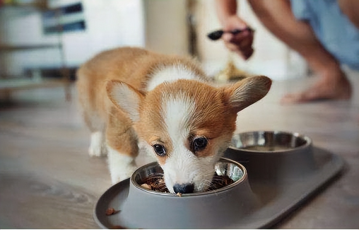 在狗市买狗需要注意哪些事项,在狗市买狗应该注意什么事项