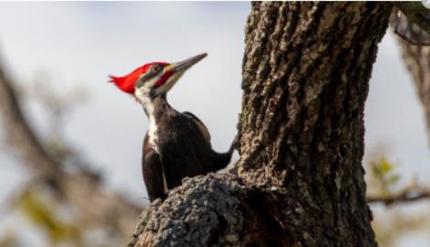 哪种动物吃蟑螂最好,蟑螂最怕的克星是什么动物