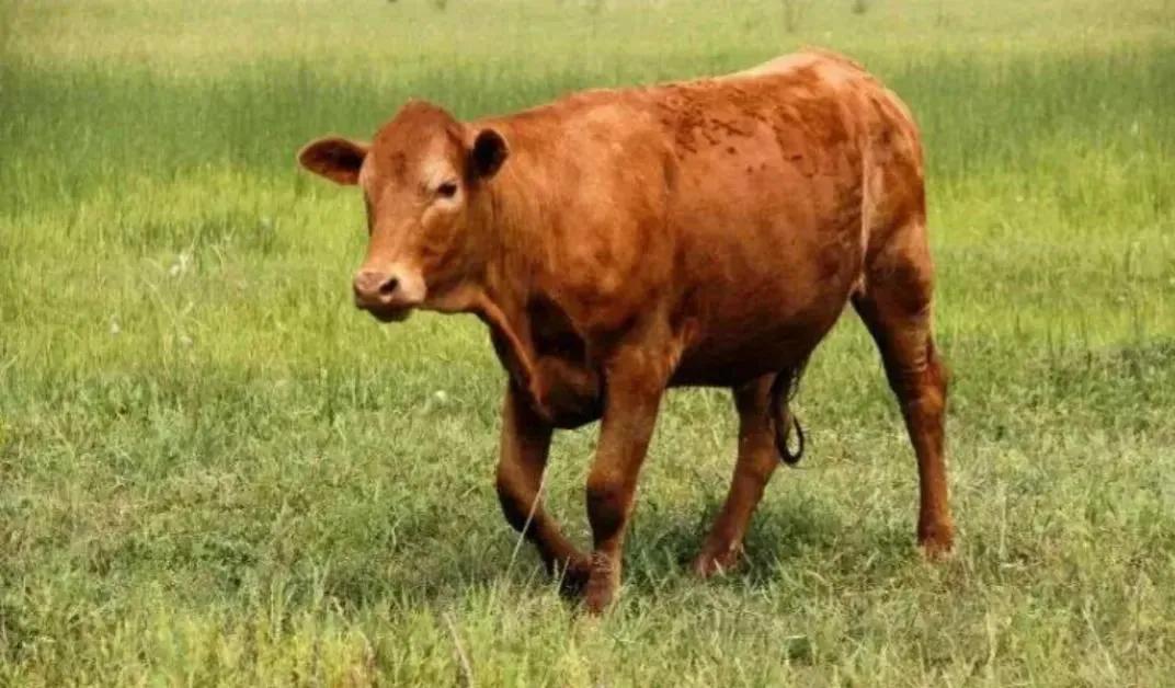 回族不吃猪肉，满族不吃狗肉，古代汉族也有不吃的肉